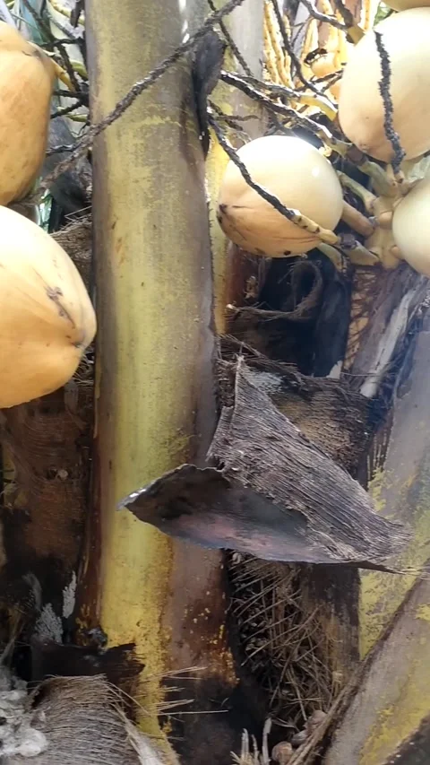 Ivory coconut has lots of fruit Stock Footage 328451415