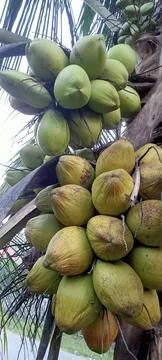 Ivory coconut Stock-Fotos