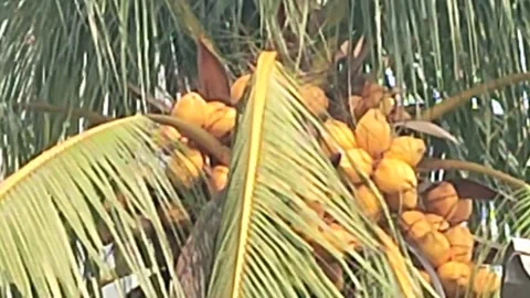 Ivory coconut is ready to be picked 스톡 동영상 219316284