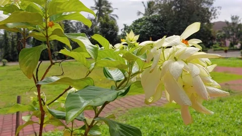 IVORY COLOUR  LEAF ON BRANCH,BLOWING BY WIND WITH A BACKGROUND OF BLUE SKY Stock Footage 137942697