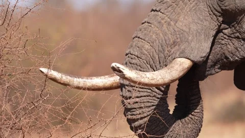 Ivory Elephant Tusks Stock Footage 295380784