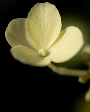 Ivory Hydrangea flower Stock Photos