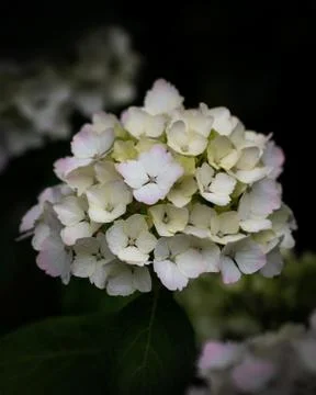 Ivory Hydrangea Stock Photos