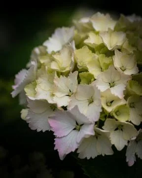 Ivory Hydrangea Stock Photos