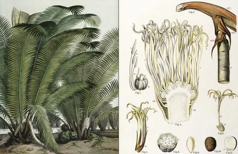 Ivory palm, Phytelephas macrocarpa, rock nut, school picture, illustration, Stock Illustration