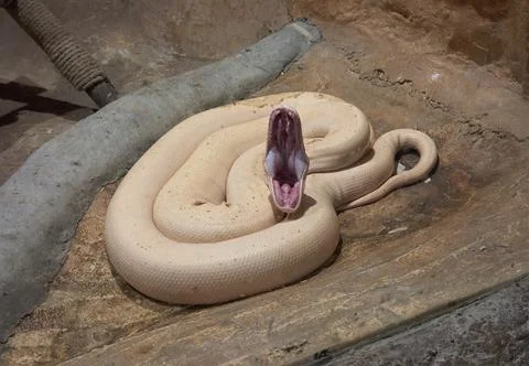 Ivory reticulated python. Close-up of a beautiful cream-colored python 写真素材