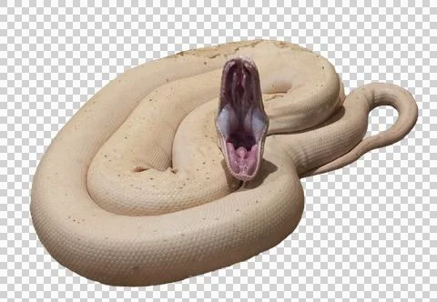 Ivory reticulated python. Close-up of a beautiful cream-colored python PNG Stock-Fotos