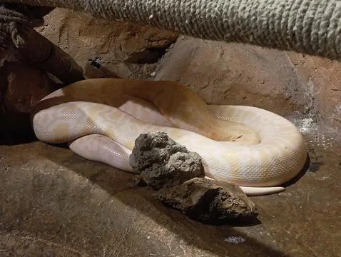 Ivory reticulated python. Close-up of a beautiful cream-colored python Stock-Fotos