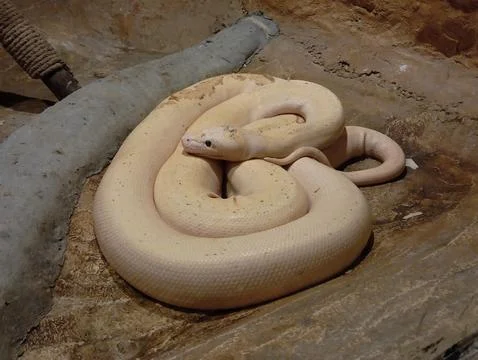 Ivory reticulated python. Close-up of a beautiful cream-colored python Photos