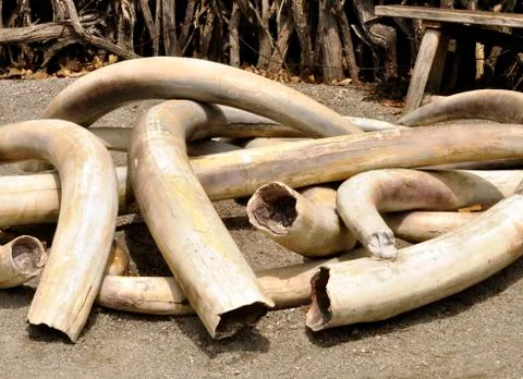 Ivory tusks Stock Photos