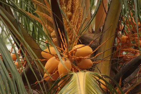 Ivory yellow coconut tree Stock Photos