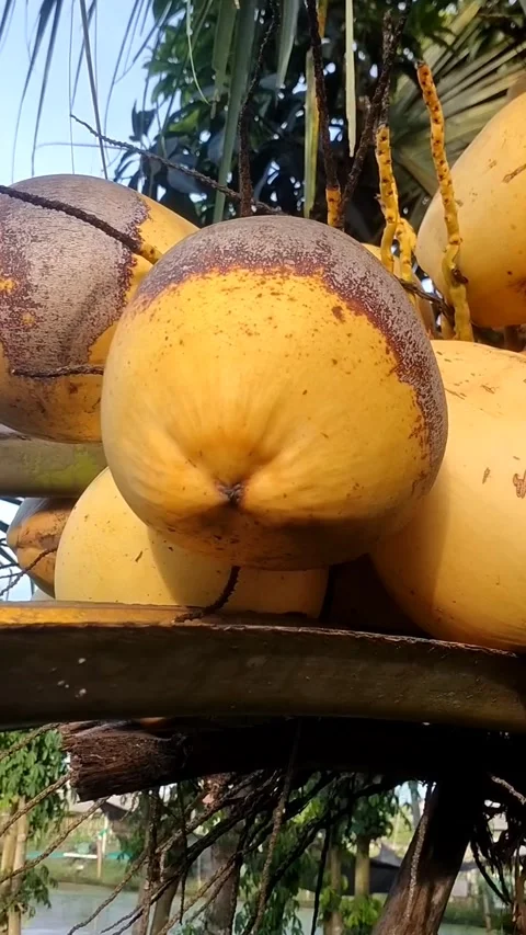 Ivory young coconut Stock Footage 325514667