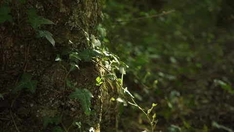 Ivy across a tree in a sunlight 스톡 동영상 188462868