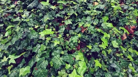 Ivy after rain slow motion video Stock Footage 305685641