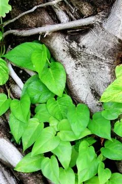 Ivy against a trunk Stock Photos