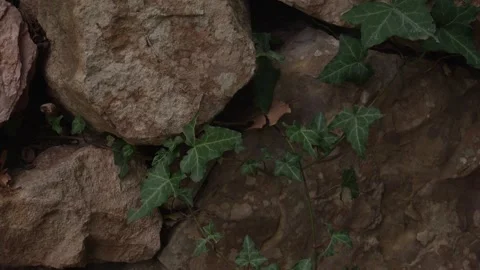 Ivy on Ancient Stone Wall. Stock Footage 263962674