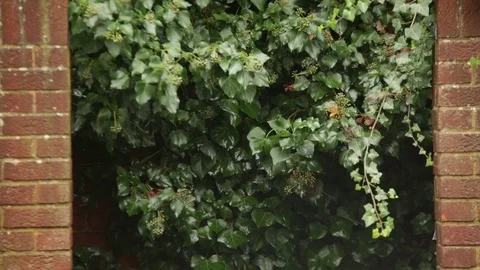 Ivy and brick wall texture Stock Footage 69854731