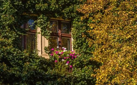 Ivy and lime tree with a window Stock Photos