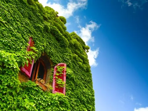 Ivy and window Stock-Fotos