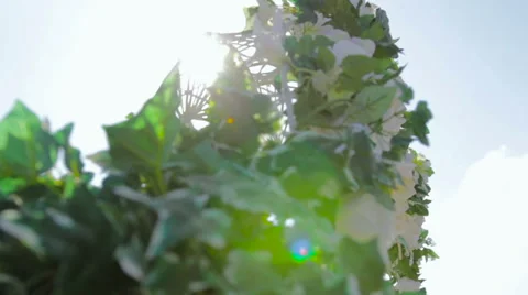 Ivy On Arch Sun Flare Stock Footage 53489153
