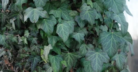 Ivy around the tree in a forest. 10bit prores 4k footage Stock Footage 167900152