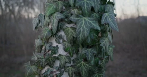 Ivy around the tree in a forest. 10bit prores 4k footage Stock Footage 167900271