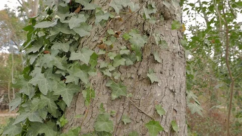 Ivy attached to the trunk of a tree Stock Footage 101042523
