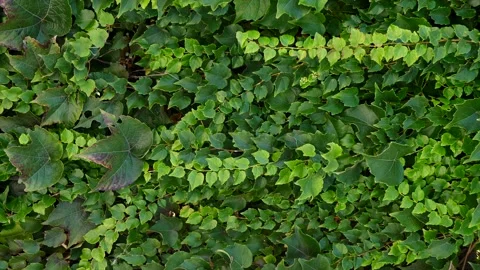 Ivy background. Ivy completely covers the wall of the building, vertical screen Vídeos de archivo 286127901
