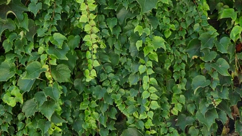 Ivy background. Ivy completely covers the wall of the building, natural green Stock Footage 286127911