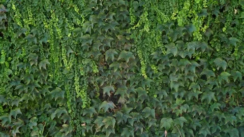 Ivy background. Ivy completely covers the wall of the building, natural green Stock Footage 286128115