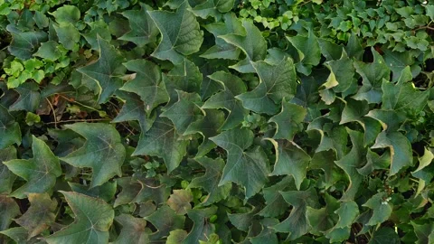 Ivy background. Ivy completely covers the wall of the building, vertical screen Stock Footage 286128205