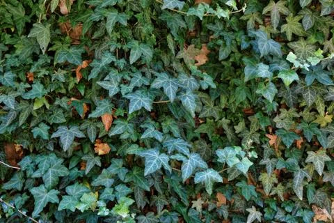 Ivy Background Foto stock