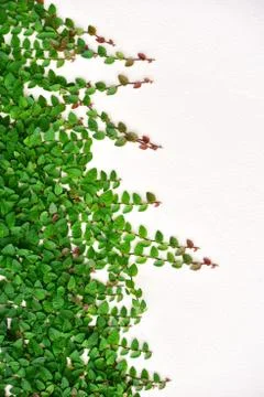 Ivy background Stock Photos