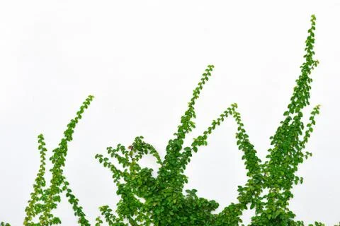 Ivy background Stock Photos