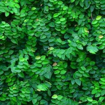Ivy background Foto stock