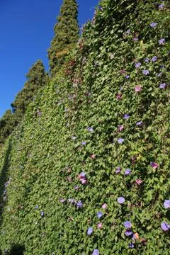 Ivy background Stock Photos