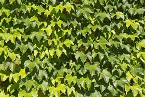 Ivy background Stock Photos