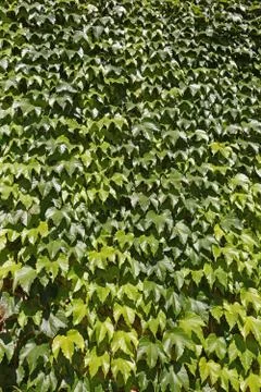 Ivy background Stock Photos