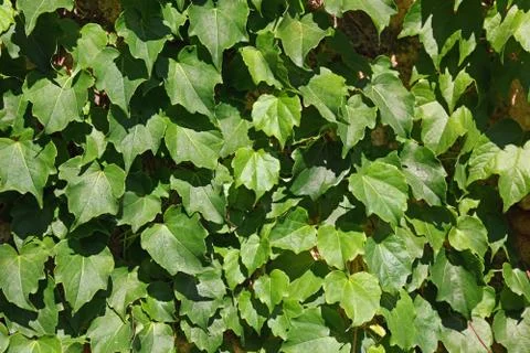 Ivy background Stock Photos