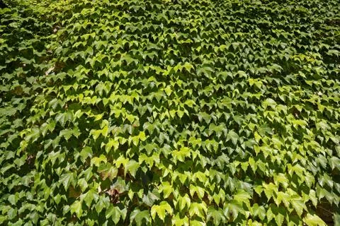 Ivy background Foto stock