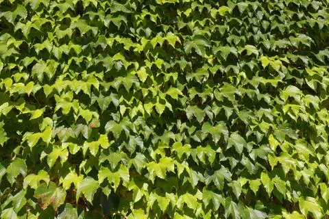 Ivy background Stock Photos