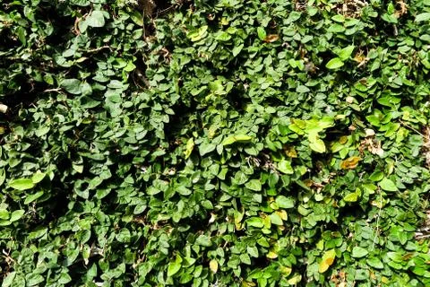 Ivy background Stock Photos