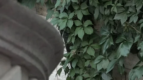 Ivy on the background of stone stairs Video stock 100065507