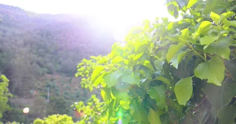 Ivy bathed in sunshine on a spring day Stock Footage 213617152