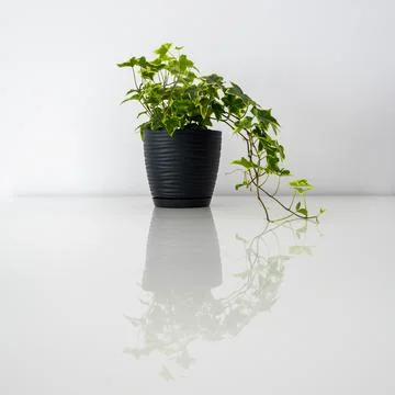 Ivy in a black pot on a white table Stock Photos