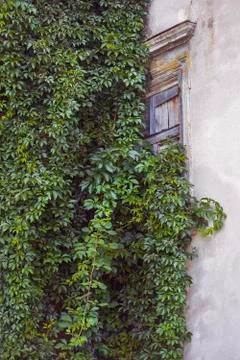 Ivy blocking a window Stock Photos