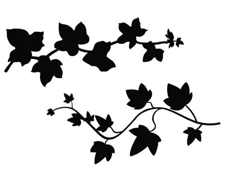 IVY BRANCHES SILHOUETTE Stock Illustration