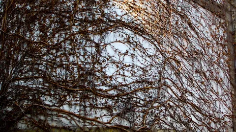Ivy branches without leaves covered wall. Видео 152950524