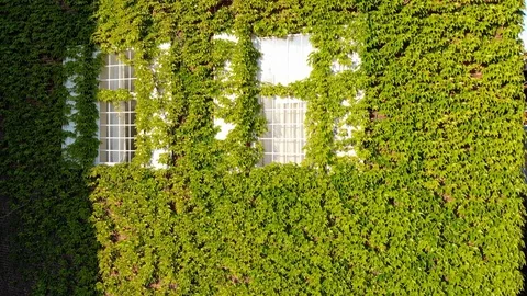 Ivy on Brick in the Summer Stock Footage 92059921