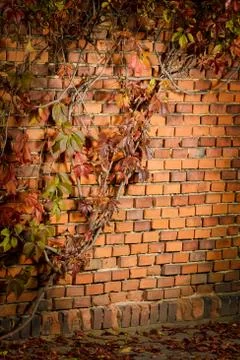 Ivy on the brick wall . Stock Photos